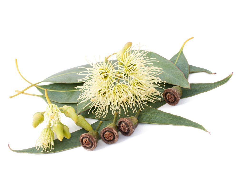 Eucalyptus air – 5 L