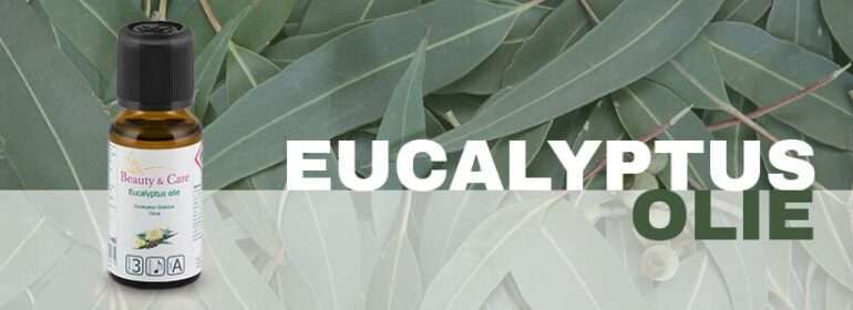 Eucalyptus leaves for steam distillation