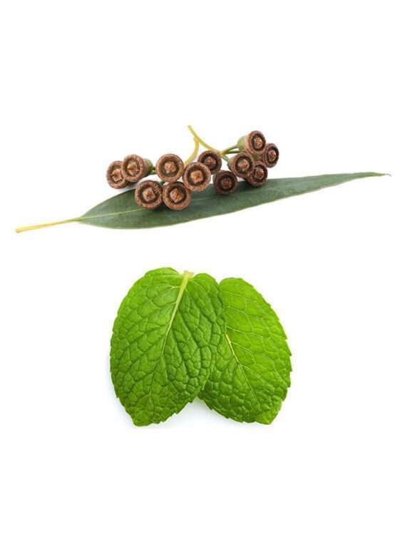 Eucalyptus Mint Massage oil – 5 L