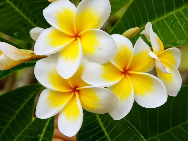 Hawaii massage oil – 5 L