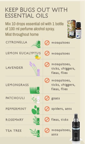 Éloigner les insectes grâce aux huiles essentielles