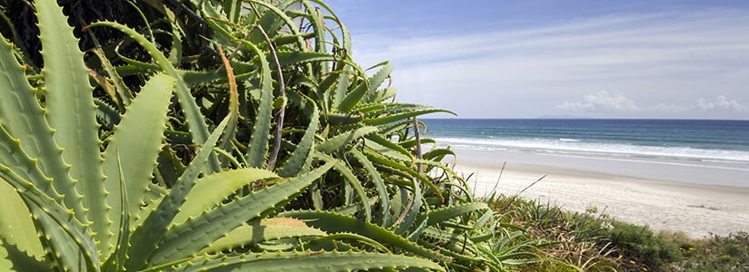 Aloe Vera