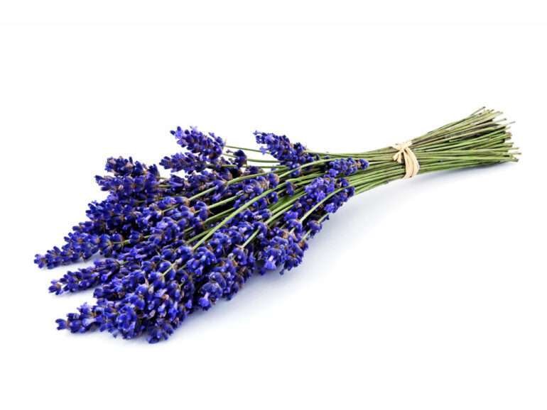 Lavender Relaxing Body & Massage oil – 5 L