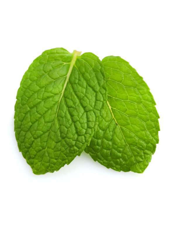 Field mint essential oil – 5 L
