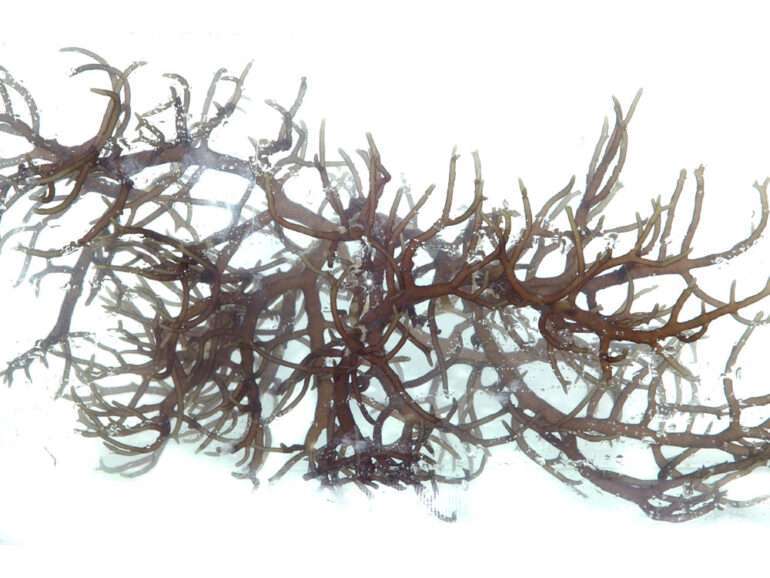 Seaweed air – 5 L