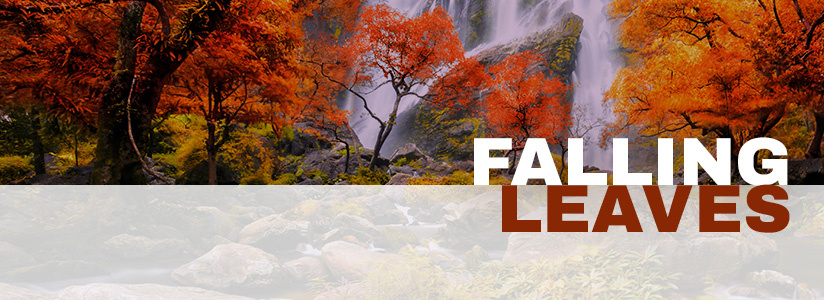 The scent of falling leaves