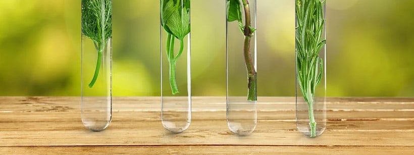 Herbs from which essential oil is made