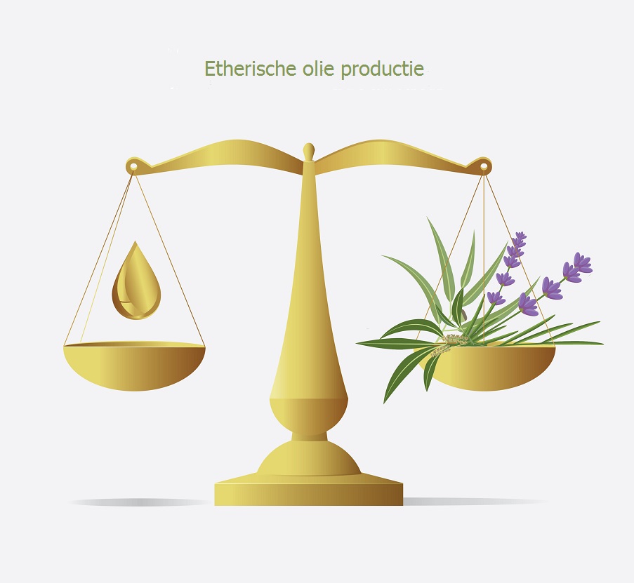 Etherische olie productie lavendel en eucalyptus