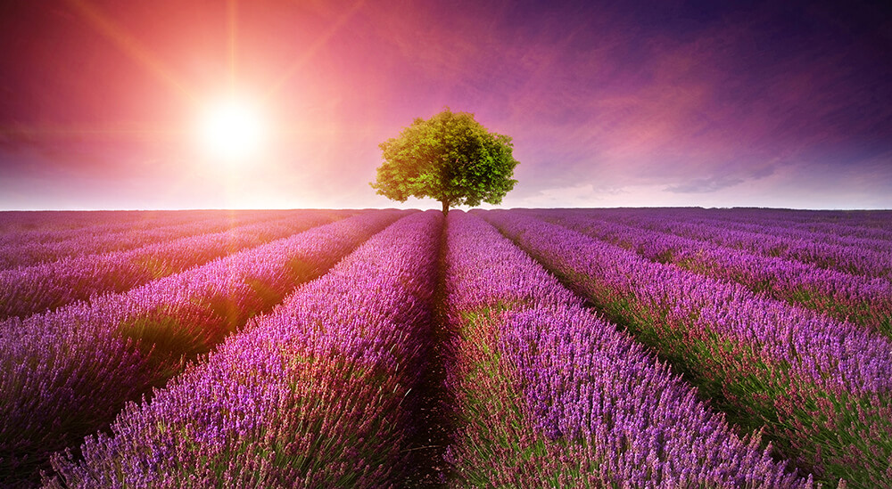 Lavendel veld met zon